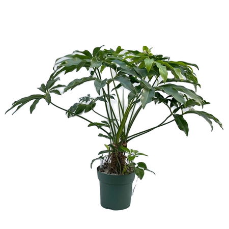 Philodendron Fun Bun pot 32 cm