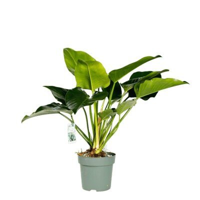Philodendron Green Beauty