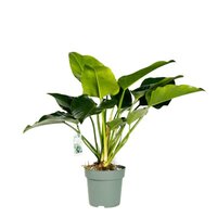 Philodendron Green Beauty