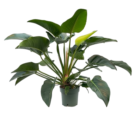 Philodendron Green Beauty pot 30 cm