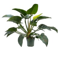 Philodendron Green Beauty pot 30 cm