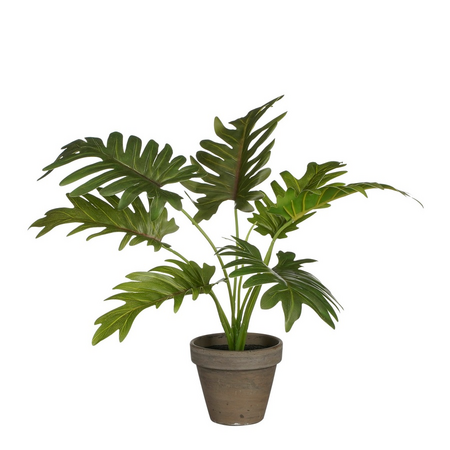 Philodendron in pot d27h30cm groen