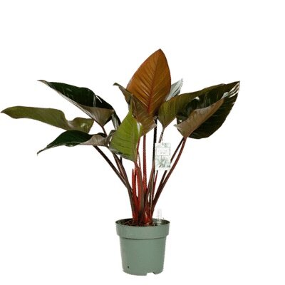 Philodendron Red Beauty - afbeelding 1