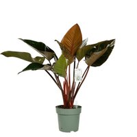 Philodendron Red Beauty