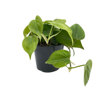 Philodendron scandens pot 12 cm