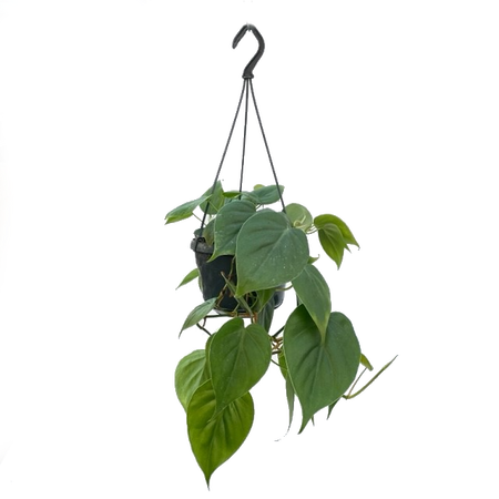 Philodendron scandens pot 15 cm