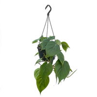 Philodendron scandens pot 15 cm