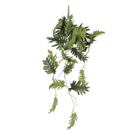 Philodendron selloum hang l80 grn