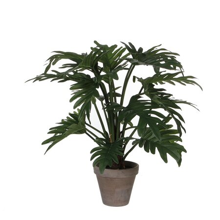 Philodendron selloum in pot h50 groen (Zijde-plant)