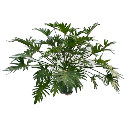 Philodendron Xantal pot 30 cm