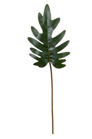 Philodendronbladtak l50cm groen