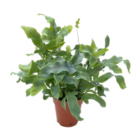 Phlebodium aureum 'Blue Star' pot 12cm