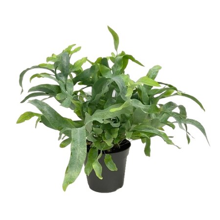 Phlebodium aureum 'Blue Star' pot 14cm