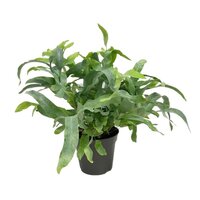 Phlebodium aureum 'Blue Star' pot 14cm