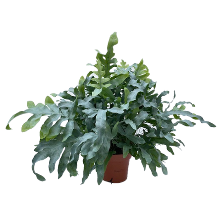 Phlebodium aureum 'Blue Star' pot 17cm