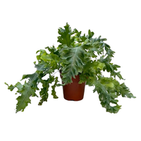 Phlebodium aureum 'Davana' pot 12 cm