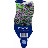 Phlomis tuberosa 'Amazone'