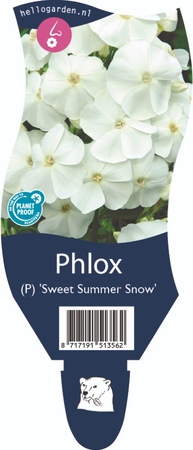 Phlox (P) 'Sweet Summer Snow'