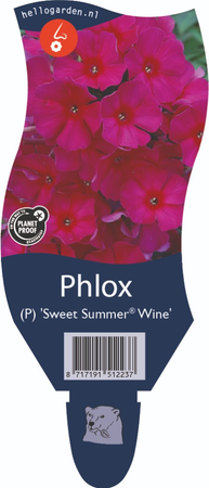 Phlox (P) 'Sweet Summer Wine'