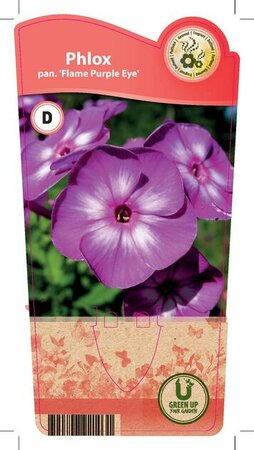 Phlox pan. 'Flame Purple Eye'