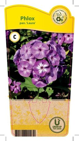 Phlox pan. 'Laura'