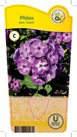 Phlox pan. 'Laura'