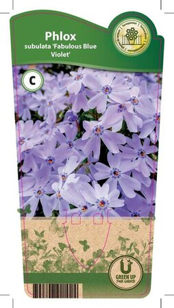 Phlox sub. 'Fabulous Blue Violet'