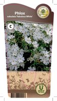 Phlox sub. 'Fabulous White'