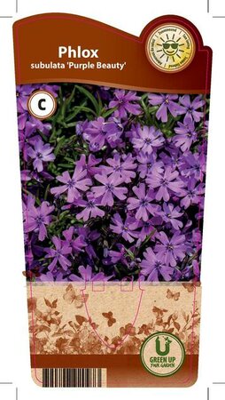 Phlox sub. 'Purple Beauty'