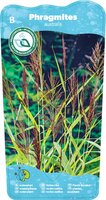 Phragmites australis - afbeelding 2