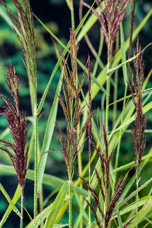 Phragmites australis - afbeelding 1