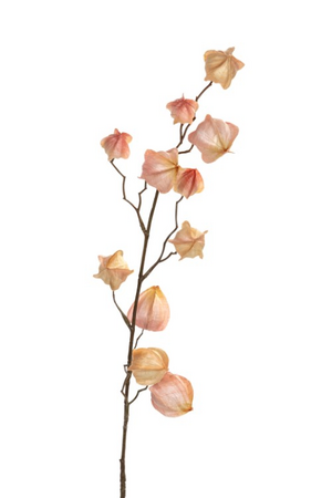 Physalissteel l80cm licht roze