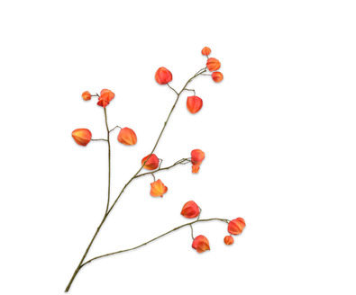 Physalistak l92cm oranje