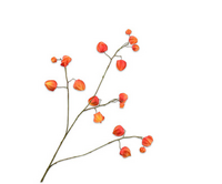 Physalistak l92cm oranje