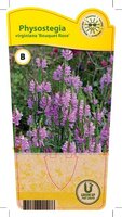 Physostegia vir. 'Bouquet Rose'
