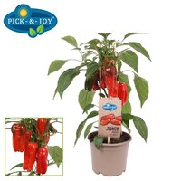 Pick & Joy Snack Pepper Red