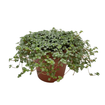 Pilea glauca. pot 12cm