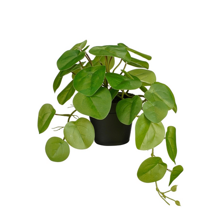 Pilea in pot l40b22h23cm groen