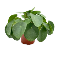 Pilea peperomoides pot 15 cm - afbeelding 2