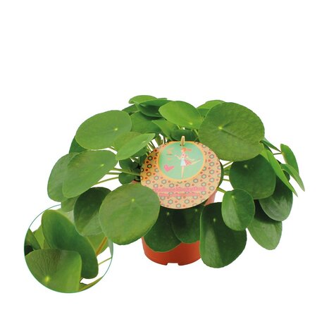 Pilea peperomoides pot 15 cm - afbeelding 1