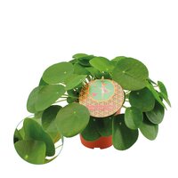 Pilea peperomoides pot 15 cm