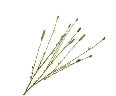 Pimperneltak l84cm groen