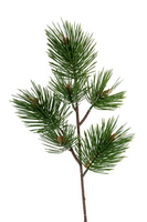 Pinustak l45cm groen
