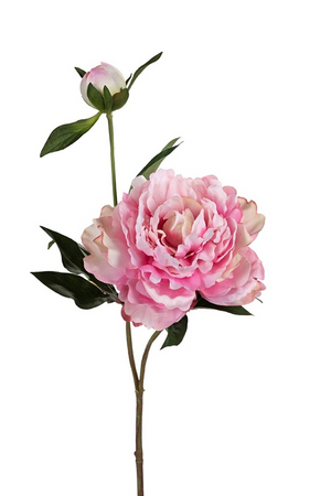 Pioen l43cm roze
