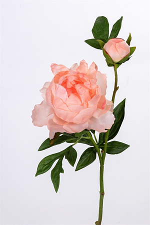Pioen l56cm zalm