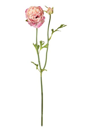 Pioenroossteel l38cm roze