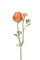 Pioensteel l38cm zalm