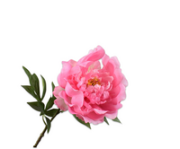 Pioensteel l61cm roze