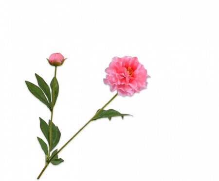 Pioensteel l65cm roze