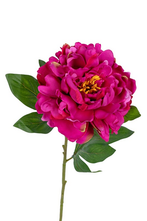Pioensteel l78cm cerise